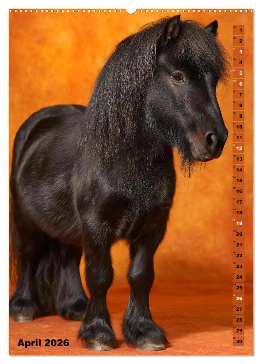 Bild: 9783516671148 | Das Leben ist ein Ponyhof - Zwergponys im Studiolicht (hochwertiger...