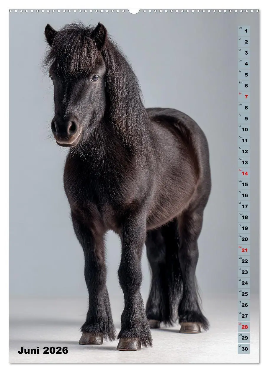 Bild: 9783516671148 | Das Leben ist ein Ponyhof - Zwergponys im Studiolicht (hochwertiger...