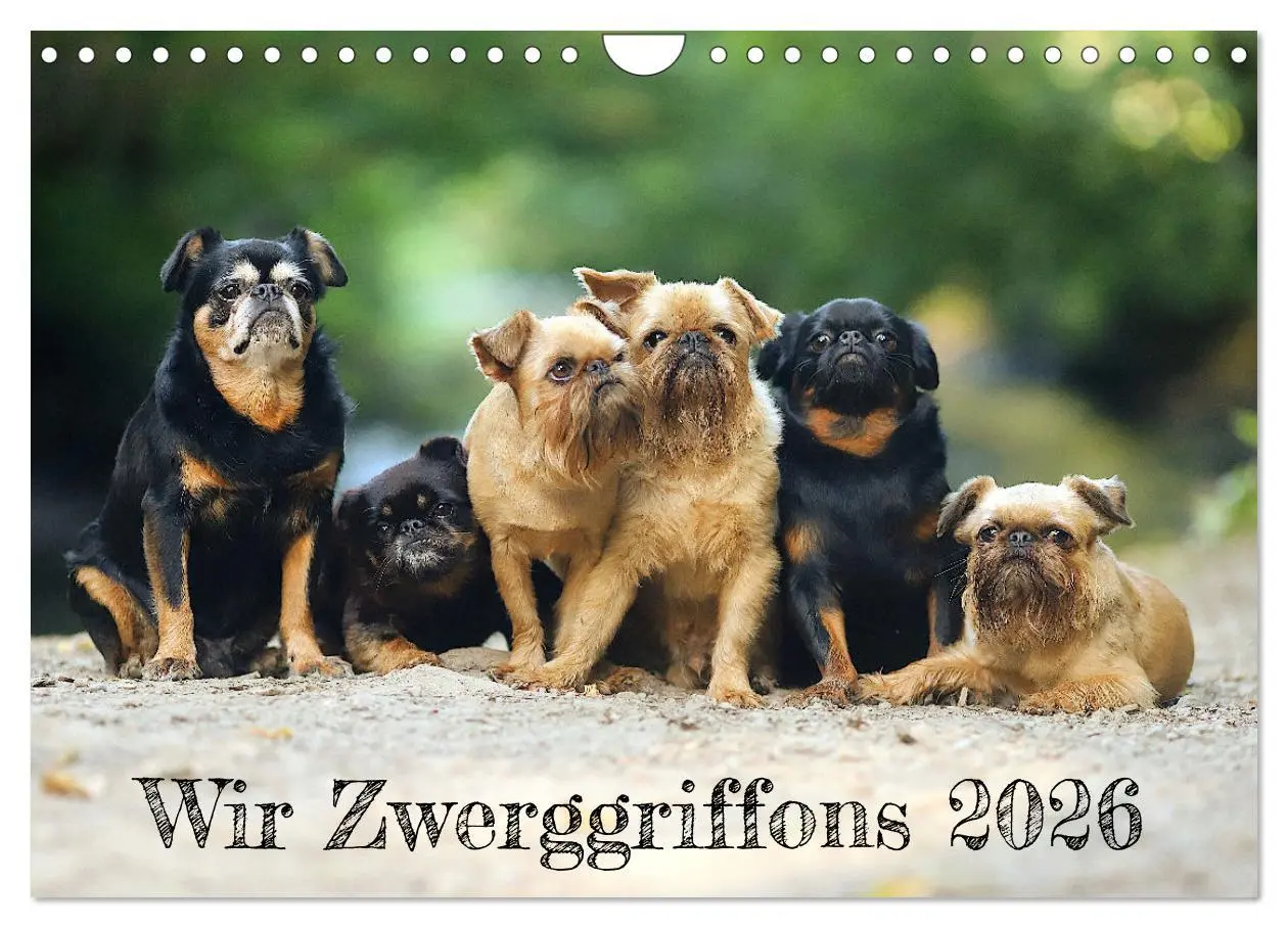 Cover: 9783457561348 | Wir Zwerggriffons 2026 (Wandkalender 2026 DIN A4 quer), CALVENDO...