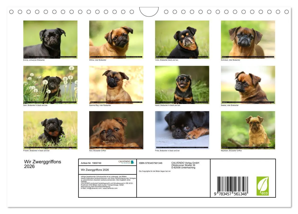 Bild: 9783457561348 | Wir Zwerggriffons 2026 (Wandkalender 2026 DIN A4 quer), CALVENDO...