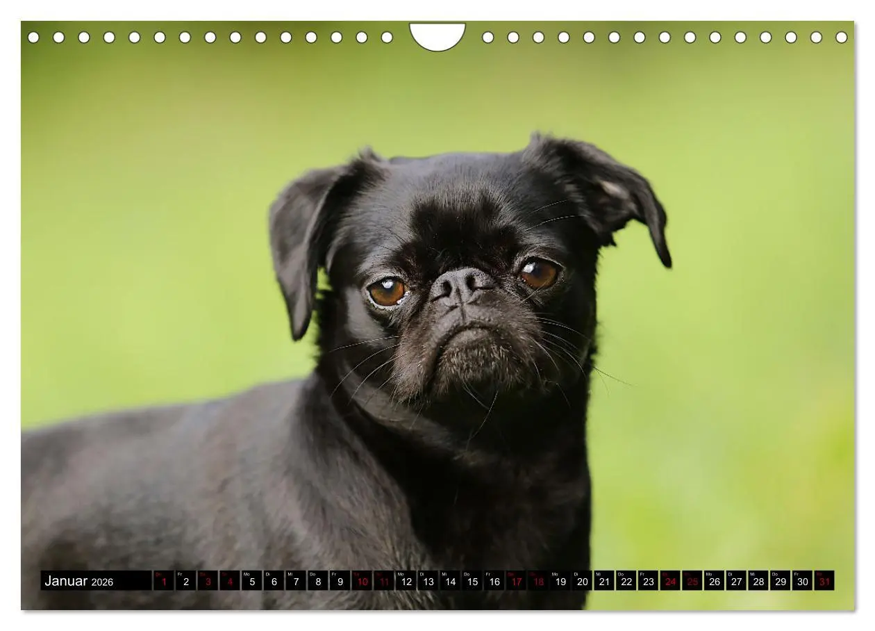 Bild: 9783457561348 | Wir Zwerggriffons 2026 (Wandkalender 2026 DIN A4 quer), CALVENDO...