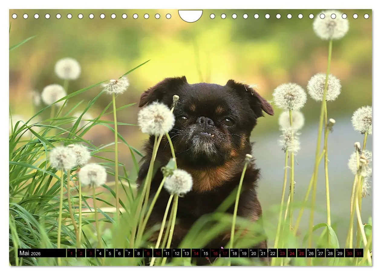 Bild: 9783457561348 | Wir Zwerggriffons 2026 (Wandkalender 2026 DIN A4 quer), CALVENDO...