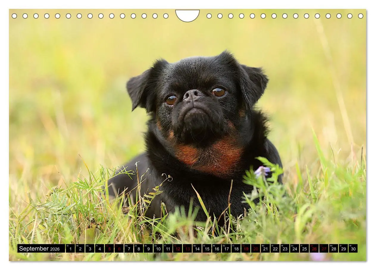 Bild: 9783457561348 | Wir Zwerggriffons 2026 (Wandkalender 2026 DIN A4 quer), CALVENDO...