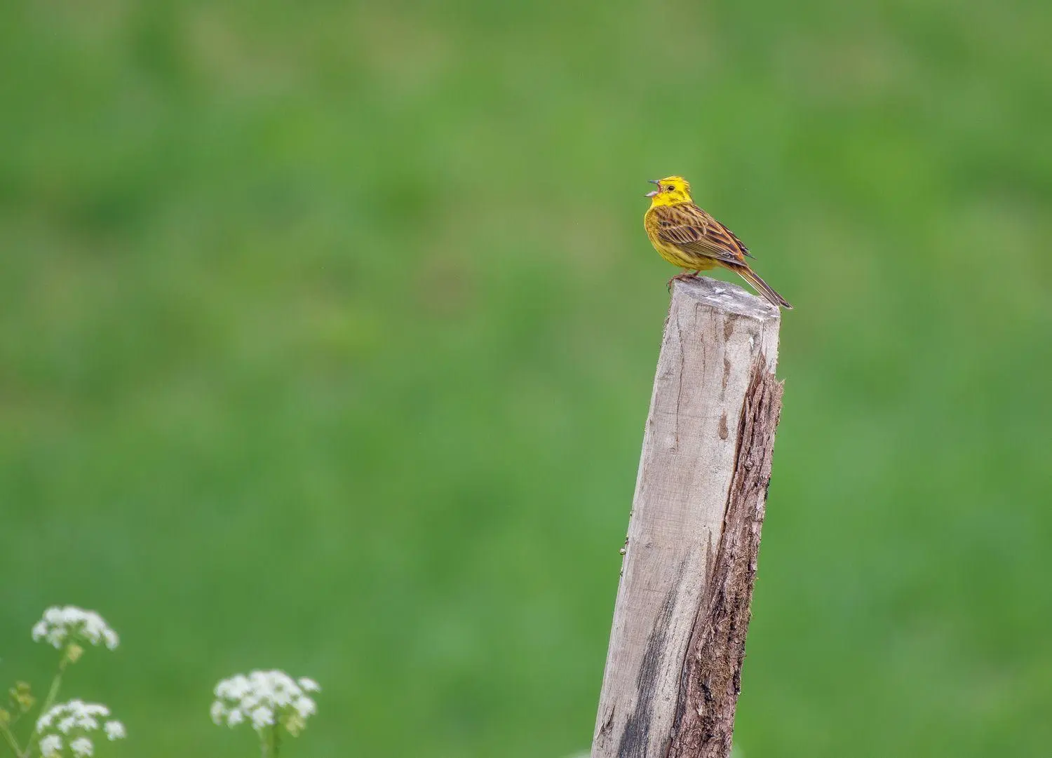 Bild: 9780008831448 | XSOUND APPROACH TO BIRDING HB | Mark Constantine (u. a.) | Buch | 2026