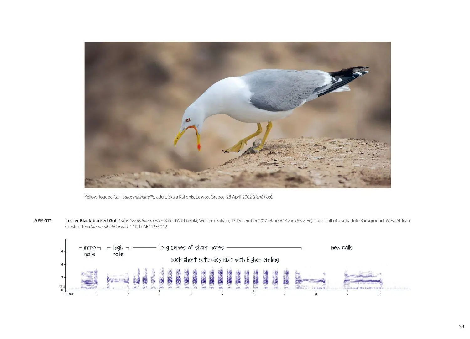 Bild: 9780008831448 | XSOUND APPROACH TO BIRDING HB | Mark Constantine (u. a.) | Buch | 2026