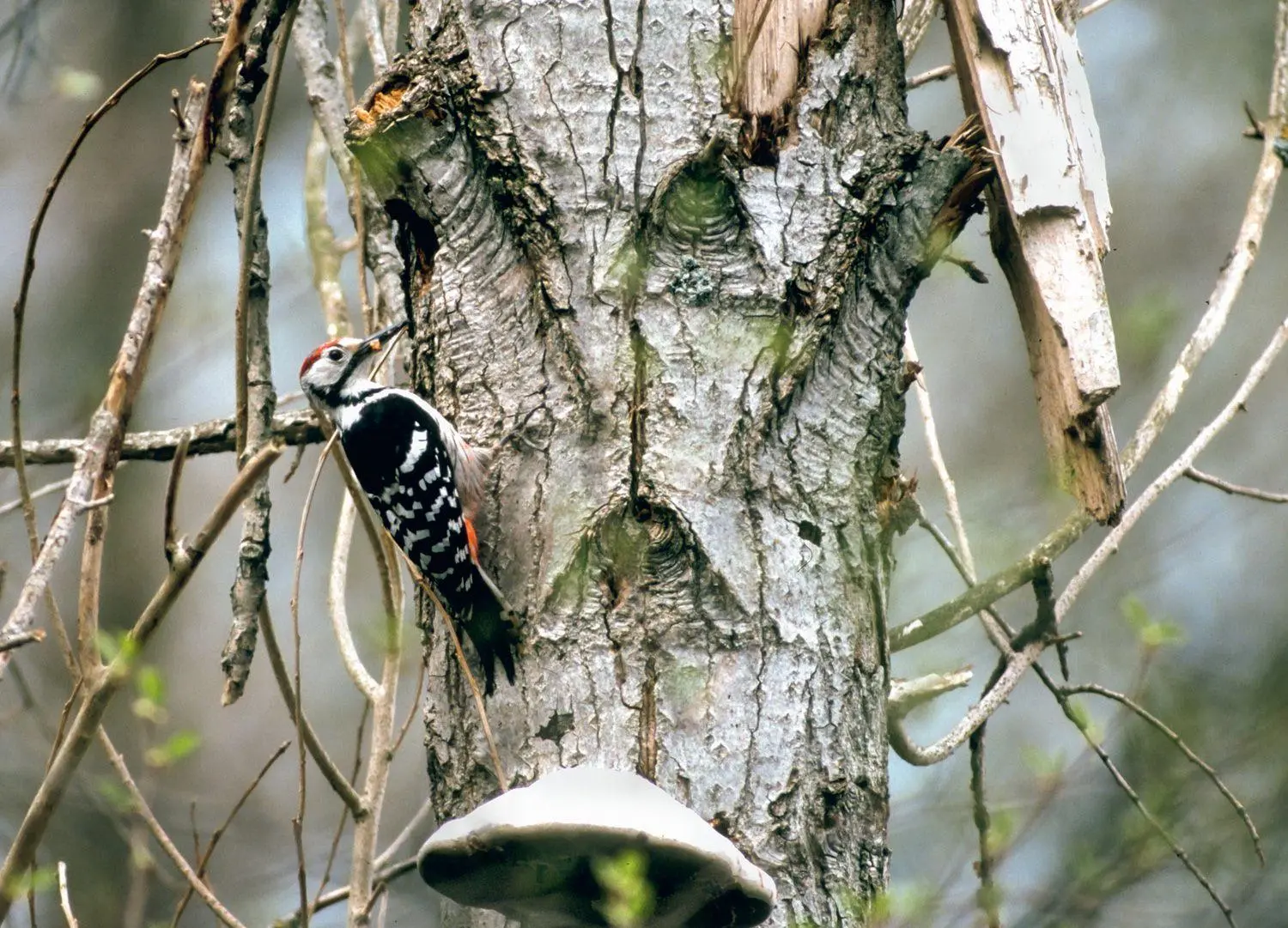 Bild: 9780008831448 | XSOUND APPROACH TO BIRDING HB | Mark Constantine (u. a.) | Buch | 2026