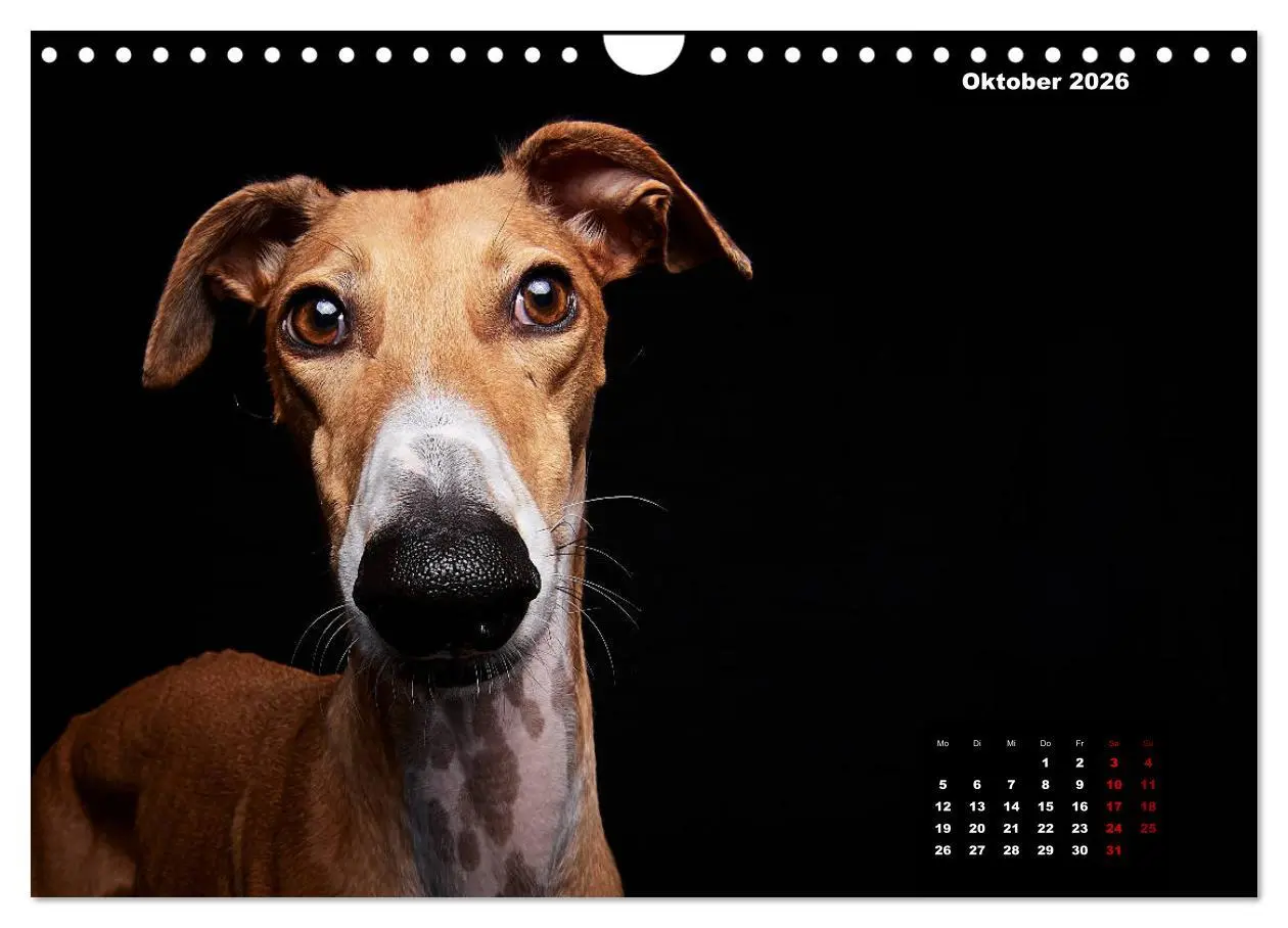 Bild: 9783457791448 | Die Stimme der Windhunde (Wandkalender 2026 DIN A4 quer), CALVENDO...
