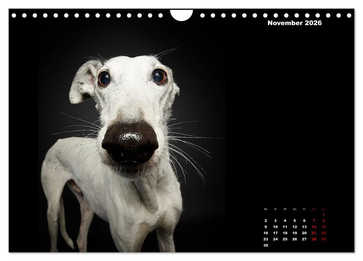 Bild: 9783457791448 | Die Stimme der Windhunde (Wandkalender 2026 DIN A4 quer), CALVENDO...
