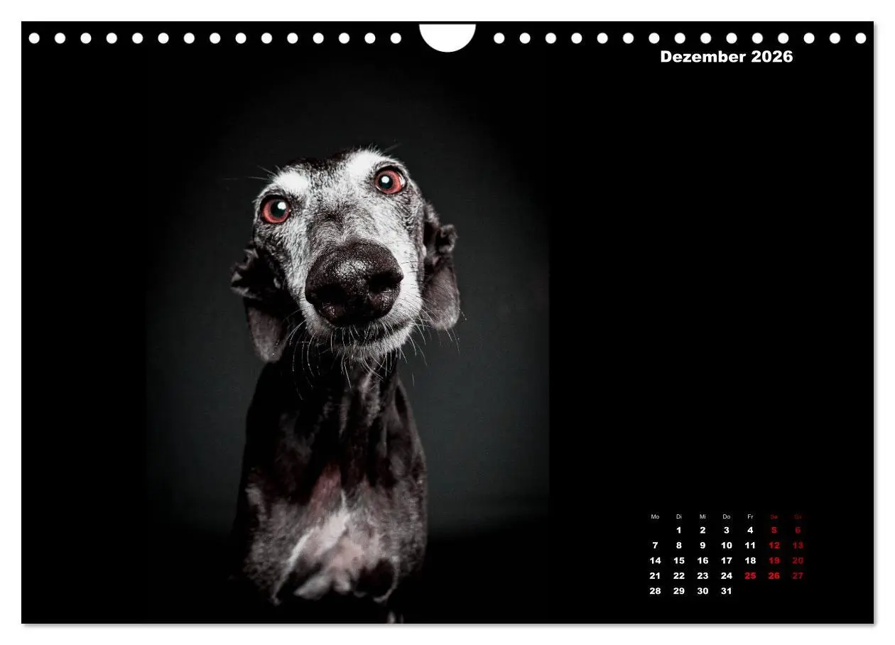 Bild: 9783457791448 | Die Stimme der Windhunde (Wandkalender 2026 DIN A4 quer), CALVENDO...