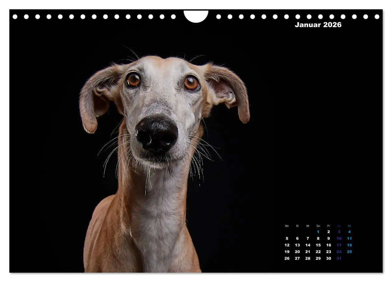Bild: 9783457791448 | Die Stimme der Windhunde (Wandkalender 2026 DIN A4 quer), CALVENDO...