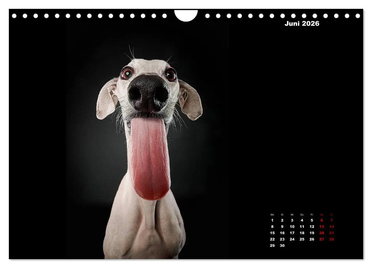 Bild: 9783457791448 | Die Stimme der Windhunde (Wandkalender 2026 DIN A4 quer), CALVENDO...