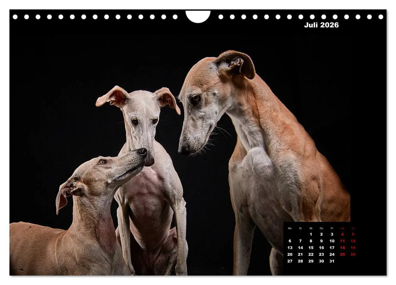Bild: 9783457791448 | Die Stimme der Windhunde (Wandkalender 2026 DIN A4 quer), CALVENDO...