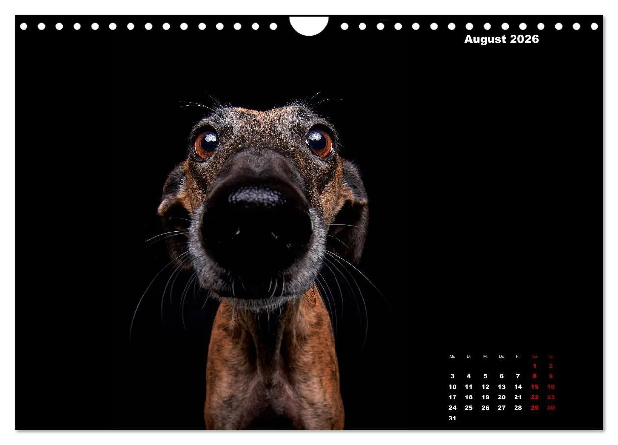 Bild: 9783457791448 | Die Stimme der Windhunde (Wandkalender 2026 DIN A4 quer), CALVENDO...