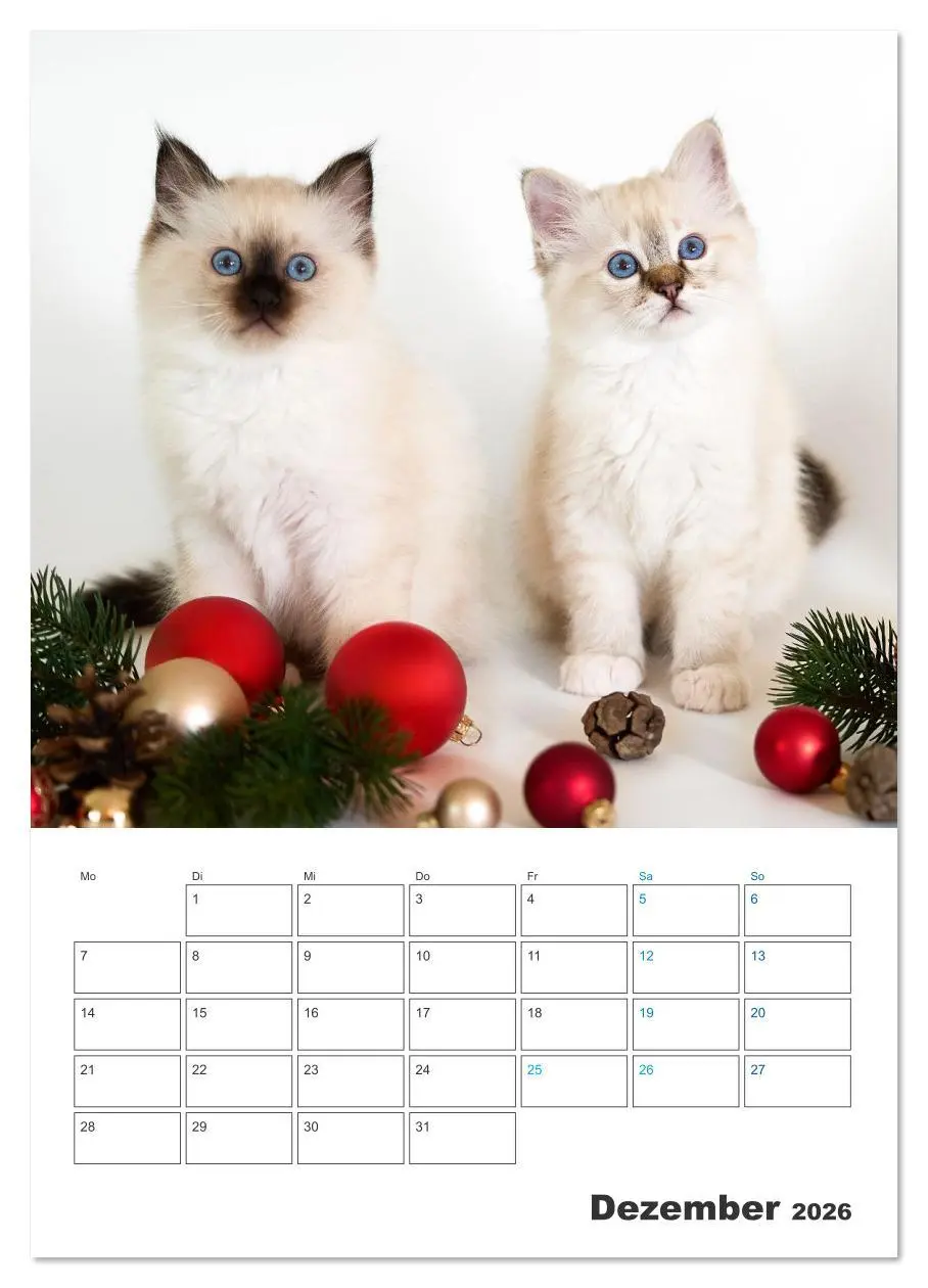 Bild: 9783516641448 | Heilige Birma Kitten Kalender mit Planer (hochwertiger Premium...