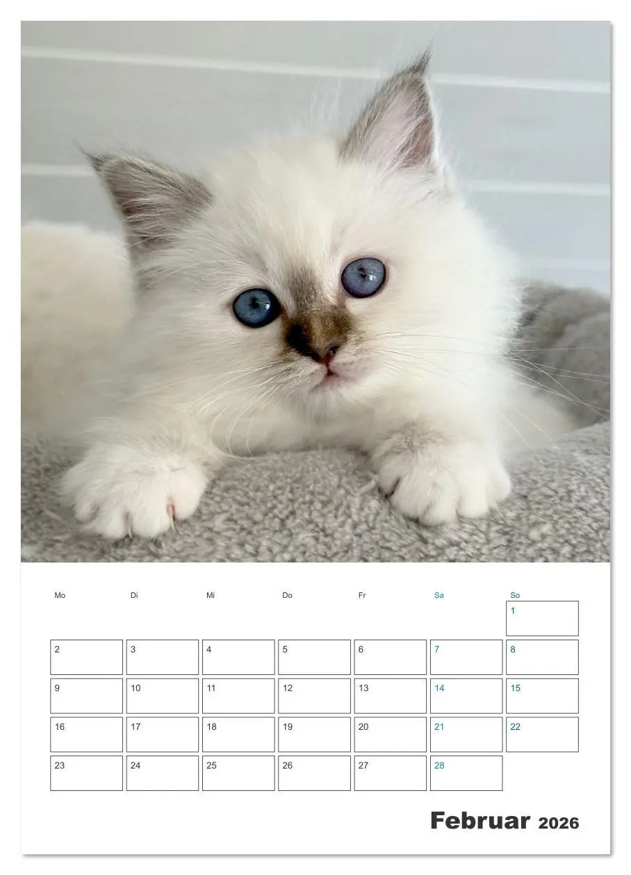 Bild: 9783516641448 | Heilige Birma Kitten Kalender mit Planer (hochwertiger Premium...