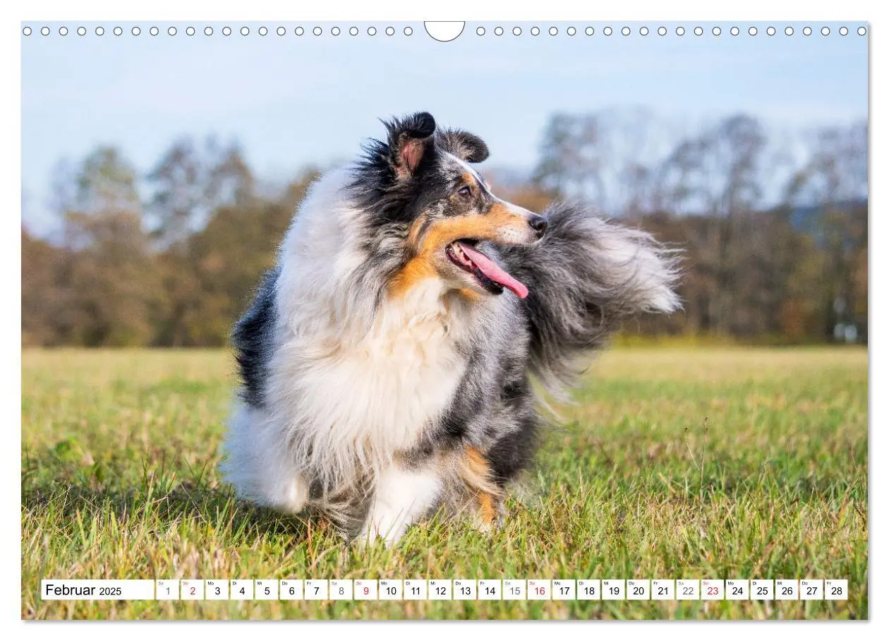 Bild: 9783435131648 | Hütehund der Shetland Inseln - Shetland Sheepdog (Wandkalender 2025...