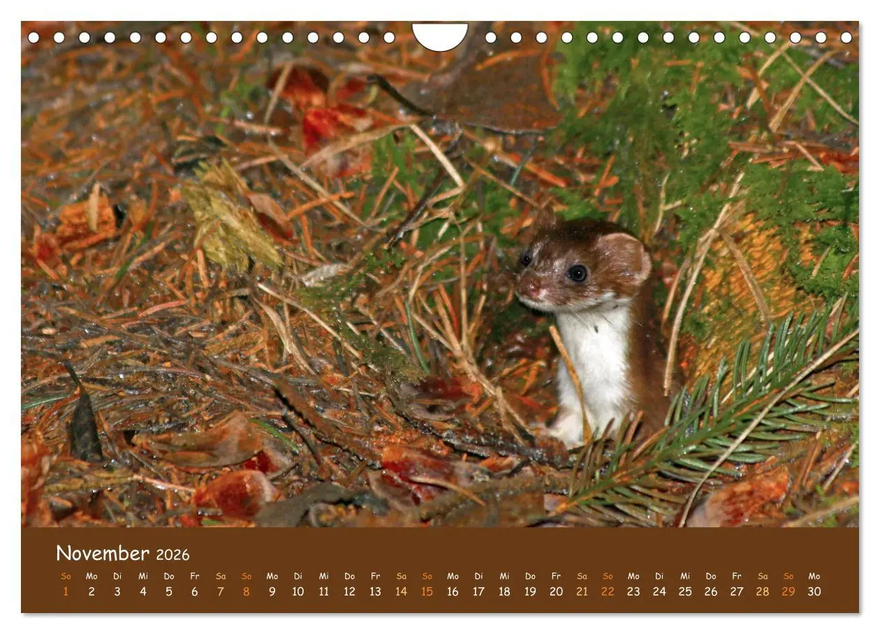 Bild: 9783457601648 | ES WIRD WILD Wildtiere von klein bis groß (Wandkalender 2026 DIN A4...
