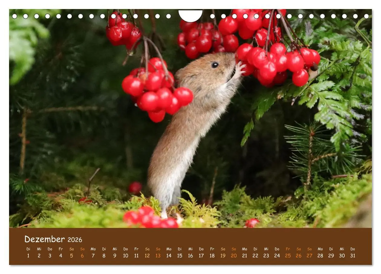 Bild: 9783457601648 | ES WIRD WILD Wildtiere von klein bis groß (Wandkalender 2026 DIN A4...