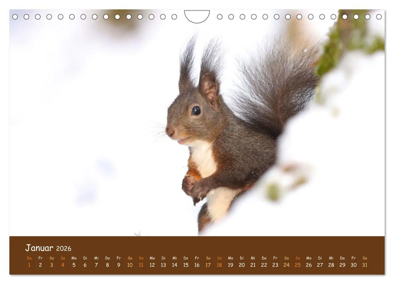 Bild: 9783457601648 | ES WIRD WILD Wildtiere von klein bis groß (Wandkalender 2026 DIN A4...