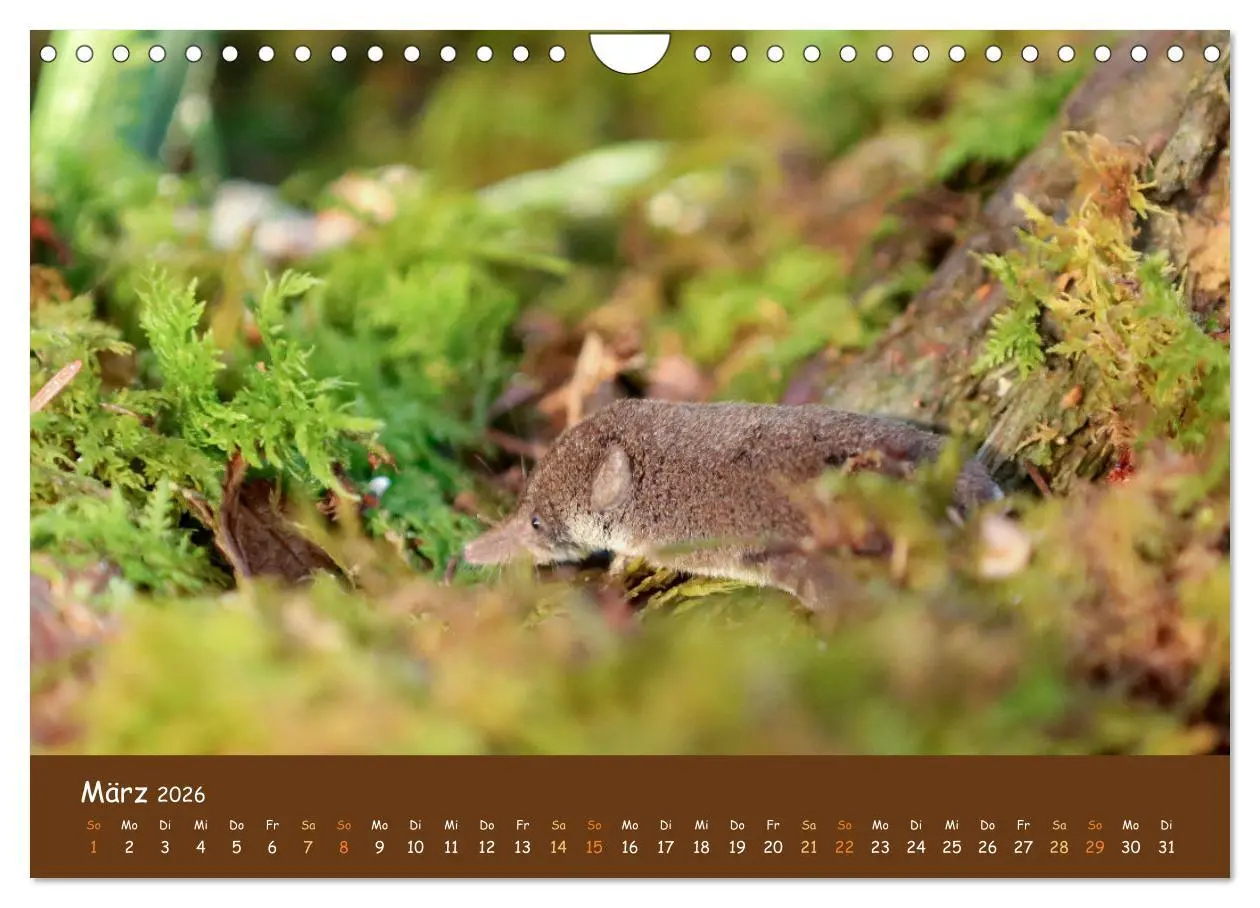 Bild: 9783457601648 | ES WIRD WILD Wildtiere von klein bis groß (Wandkalender 2026 DIN A4...