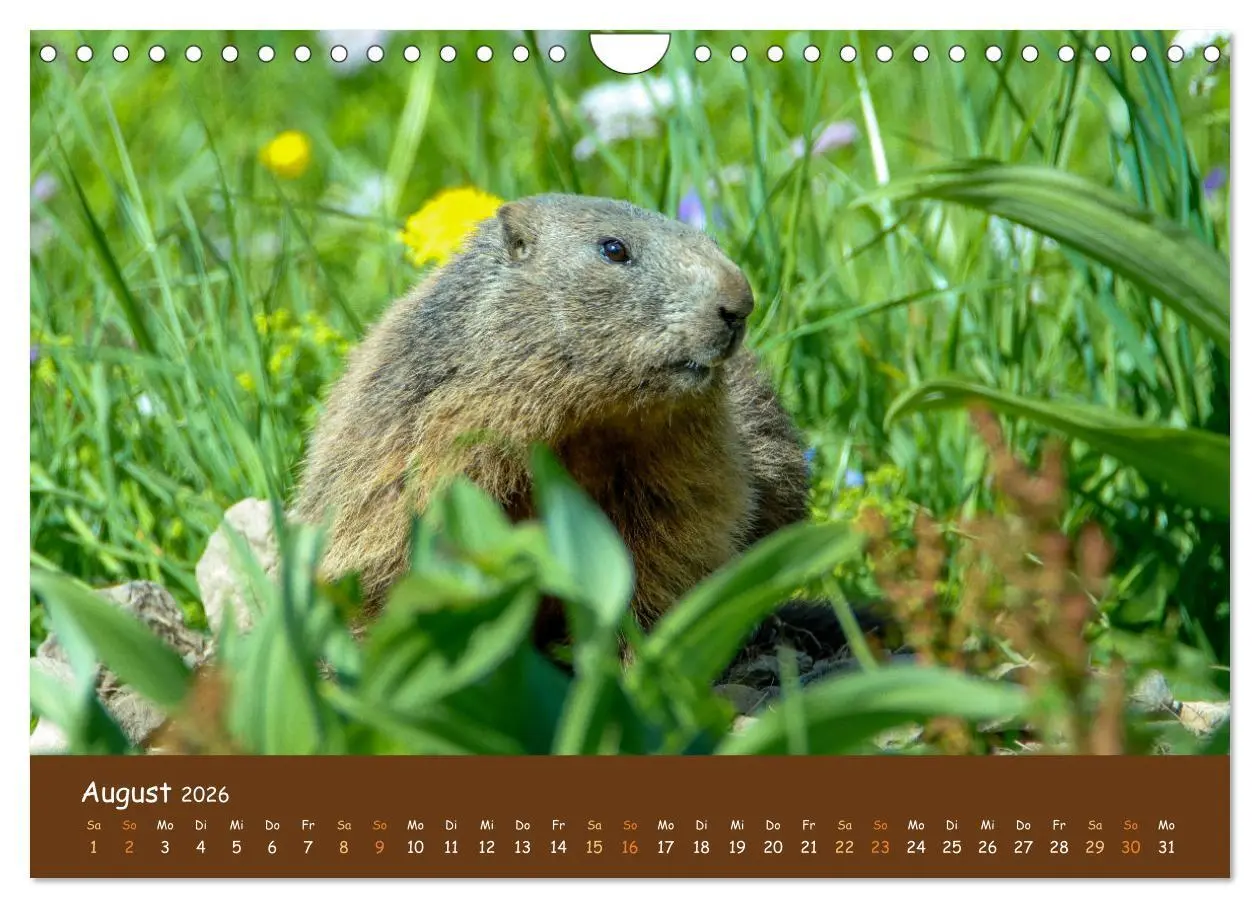 Bild: 9783457601648 | ES WIRD WILD Wildtiere von klein bis groß (Wandkalender 2026 DIN A4...