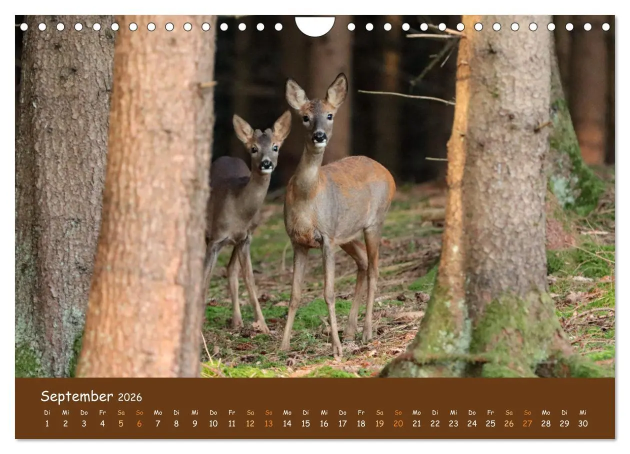 Bild: 9783457601648 | ES WIRD WILD Wildtiere von klein bis groß (Wandkalender 2026 DIN A4...