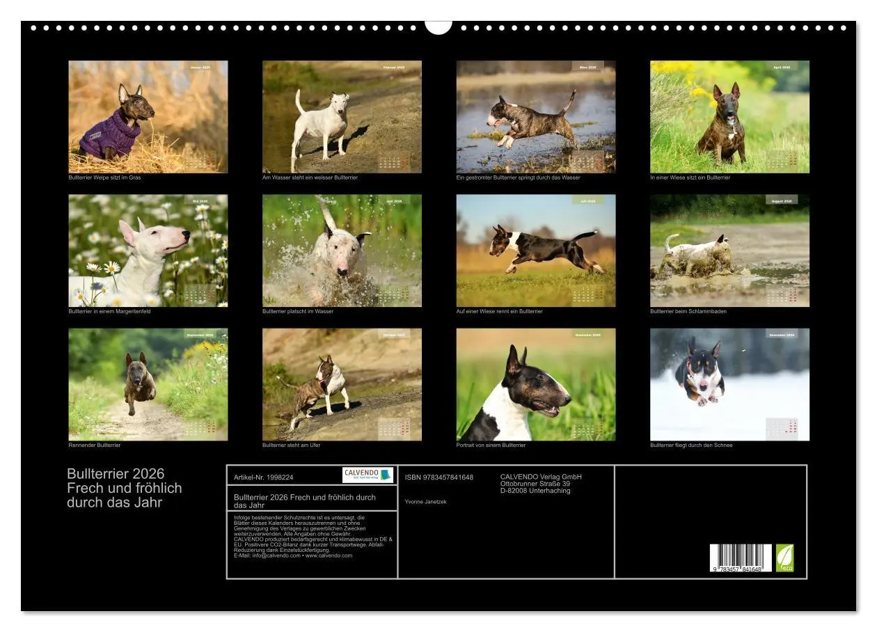 Bild: 9783457841648 | Bullterrier 2026 Frech und fröhlich durch das Jahr (Wandkalender...