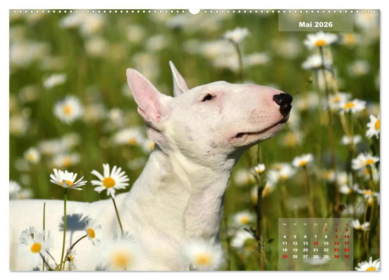 Bild: 9783457841648 | Bullterrier 2026 Frech und fröhlich durch das Jahr (Wandkalender...