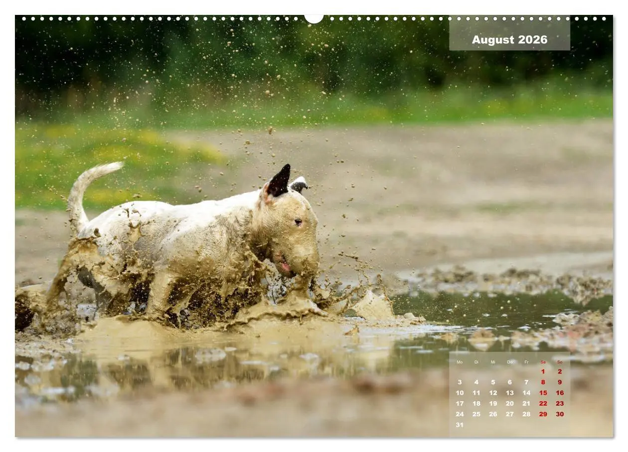 Bild: 9783457841648 | Bullterrier 2026 Frech und fröhlich durch das Jahr (Wandkalender...