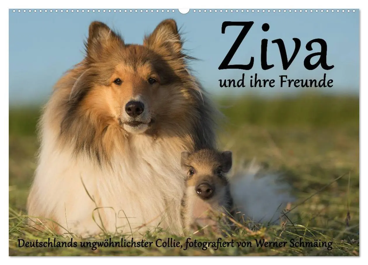 Cover: 9783516001648 | Ziva und ihre Freunde (Wandkalender 2026 DIN A2 quer), CALVENDO...