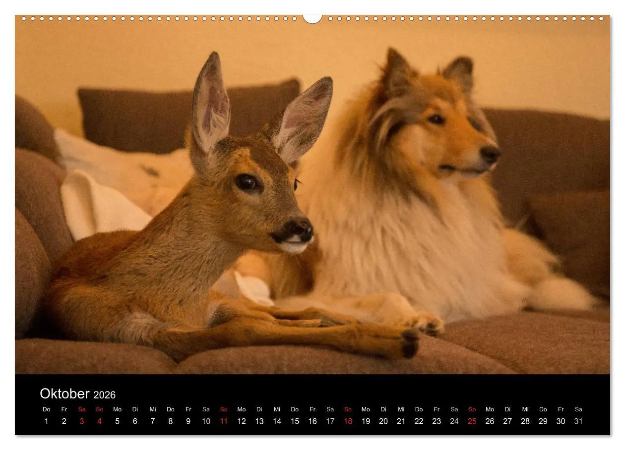 Bild: 9783516001648 | Ziva und ihre Freunde (Wandkalender 2026 DIN A2 quer), CALVENDO...