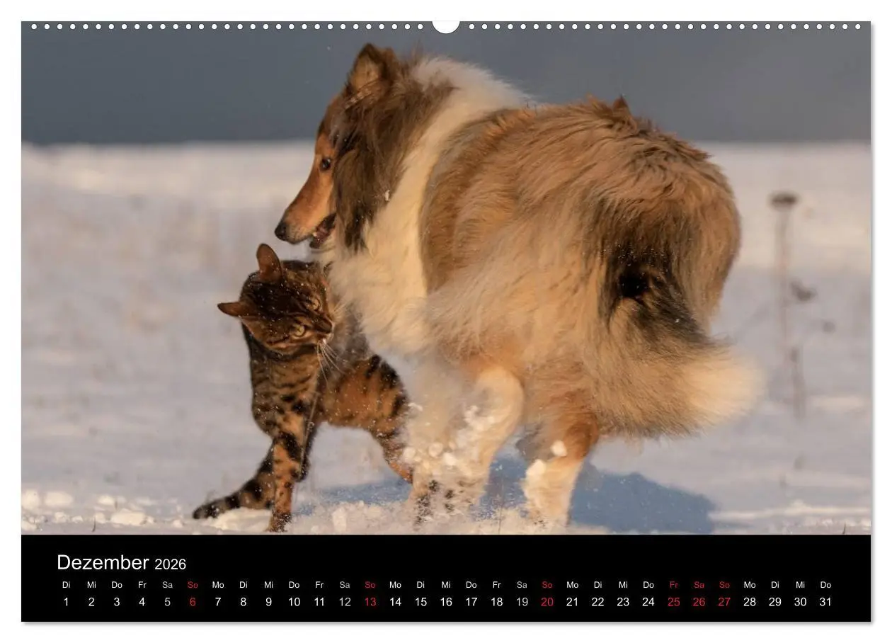 Bild: 9783516001648 | Ziva und ihre Freunde (Wandkalender 2026 DIN A2 quer), CALVENDO...