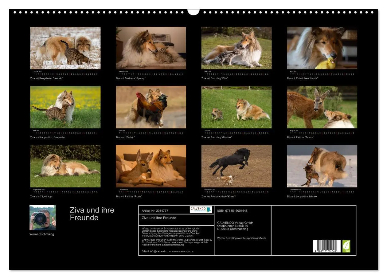 Bild: 9783516001648 | Ziva und ihre Freunde (Wandkalender 2026 DIN A2 quer), CALVENDO...