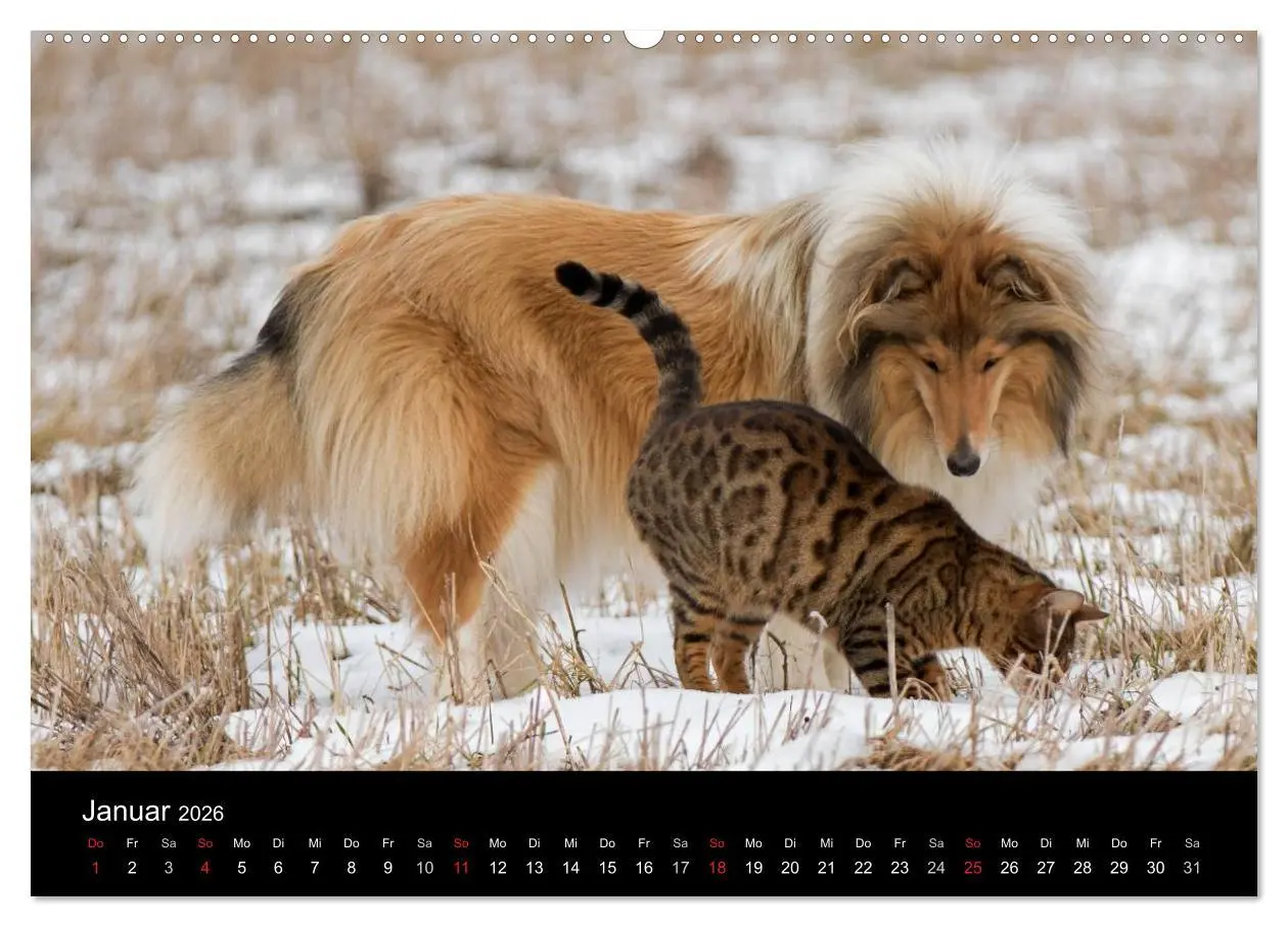 Bild: 9783516001648 | Ziva und ihre Freunde (Wandkalender 2026 DIN A2 quer), CALVENDO...