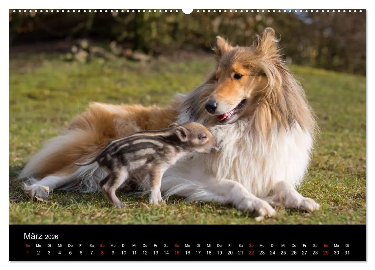 Bild: 9783516001648 | Ziva und ihre Freunde (Wandkalender 2026 DIN A2 quer), CALVENDO...