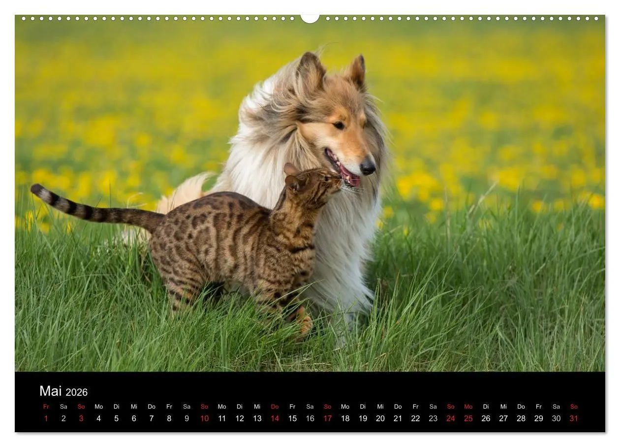 Bild: 9783516001648 | Ziva und ihre Freunde (Wandkalender 2026 DIN A2 quer), CALVENDO...
