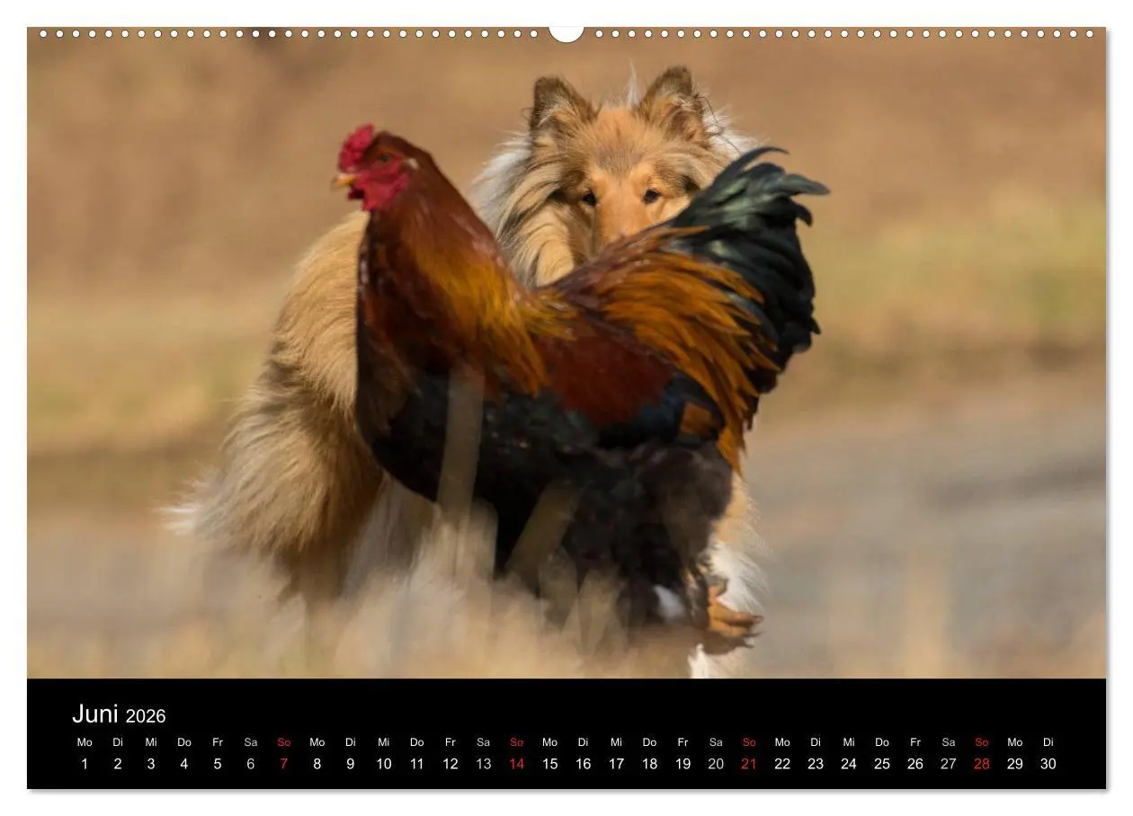 Bild: 9783516001648 | Ziva und ihre Freunde (Wandkalender 2026 DIN A2 quer), CALVENDO...