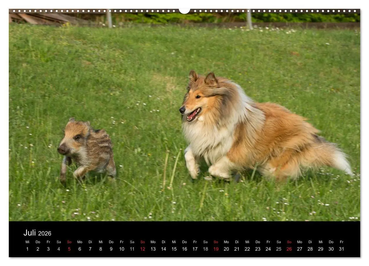 Bild: 9783516001648 | Ziva und ihre Freunde (Wandkalender 2026 DIN A2 quer), CALVENDO...