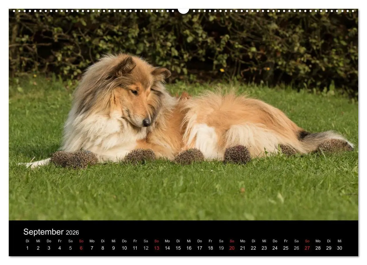 Bild: 9783516001648 | Ziva und ihre Freunde (Wandkalender 2026 DIN A2 quer), CALVENDO...