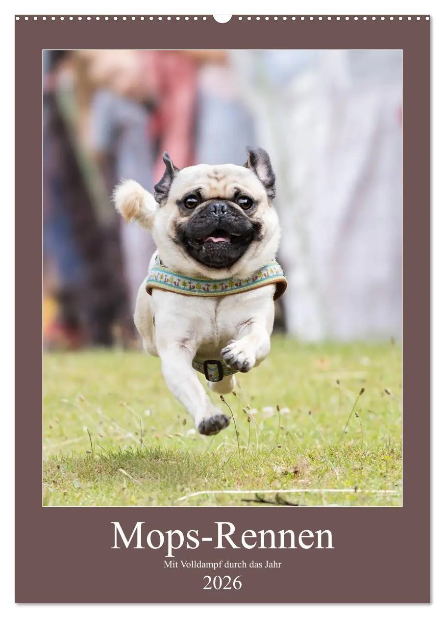 Cover: 9783516391848 | Mops-Rennen (Wandkalender 2026 DIN A2 hoch), CALVENDO Monatskalender