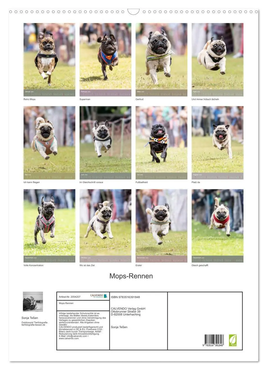 Bild: 9783516391848 | Mops-Rennen (Wandkalender 2026 DIN A2 hoch), CALVENDO Monatskalender