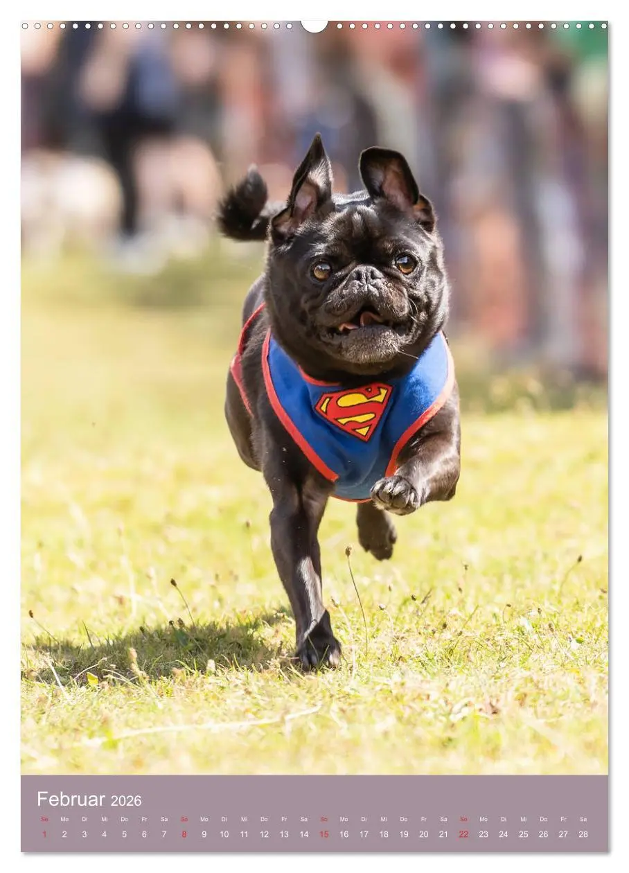 Bild: 9783516391848 | Mops-Rennen (Wandkalender 2026 DIN A2 hoch), CALVENDO Monatskalender