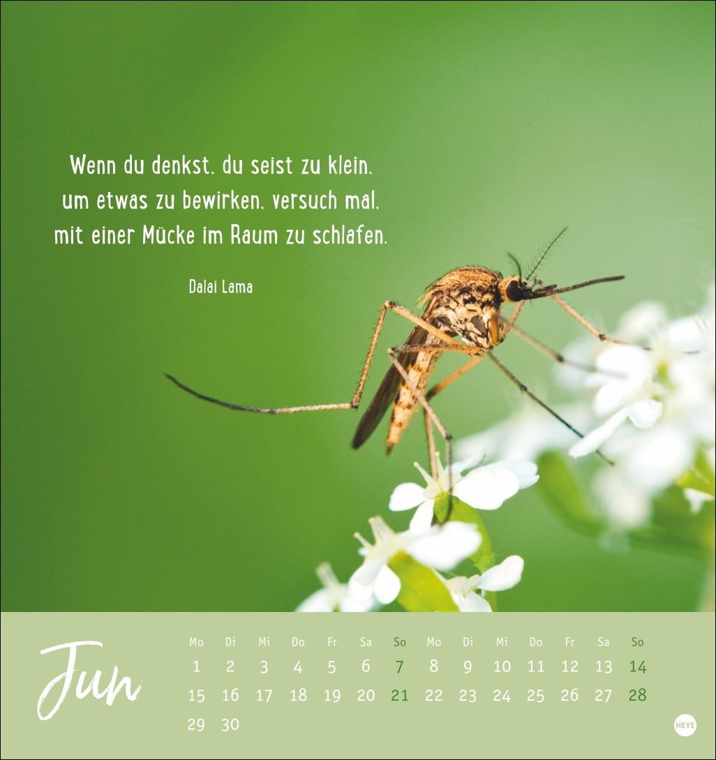 Bild: 9783756411948 | Never give up! Postkartenkalender 2026 - Durchhalten. Denn alles...