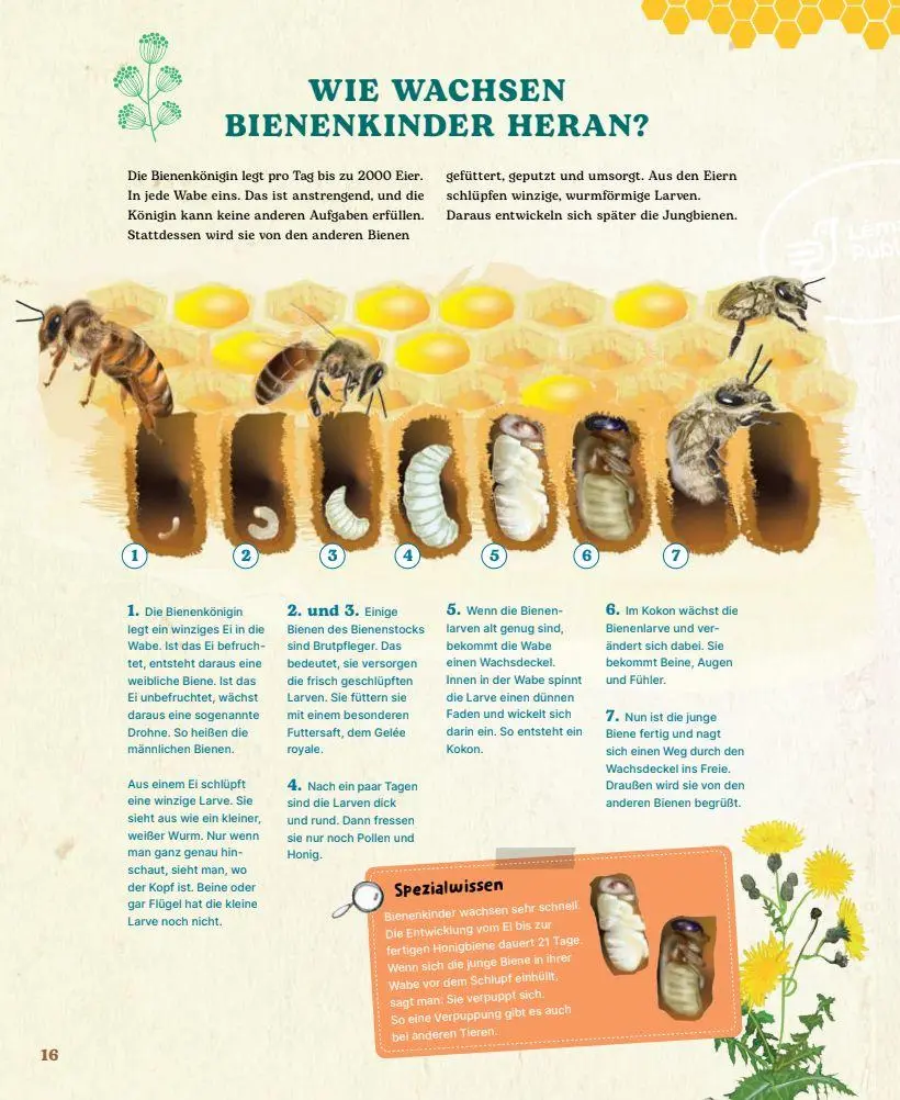 Bild: 9782970172048 | Bienen | Johanna Prinz | Buch | 48 S. | Deutsch | 2024