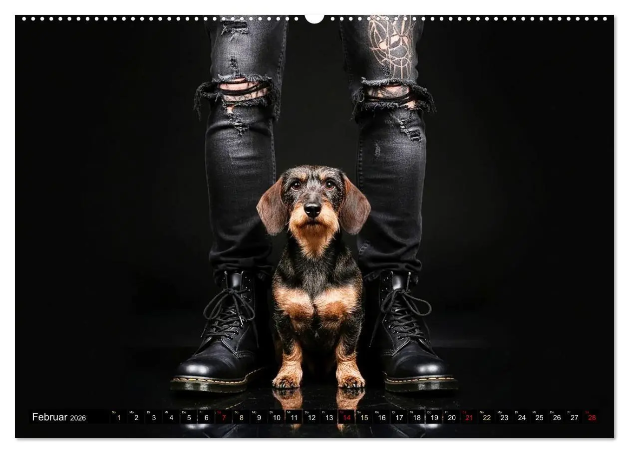Bild: 9783516722048 | Coole Typen - Rauhaardackel (Wandkalender 2026 DIN A2 quer),...