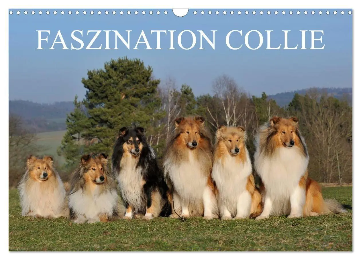 Cover: 9783594182048 | Faszination Collie 2027 (Wandkalender 2027 DIN A3 quer), CALVENDO...