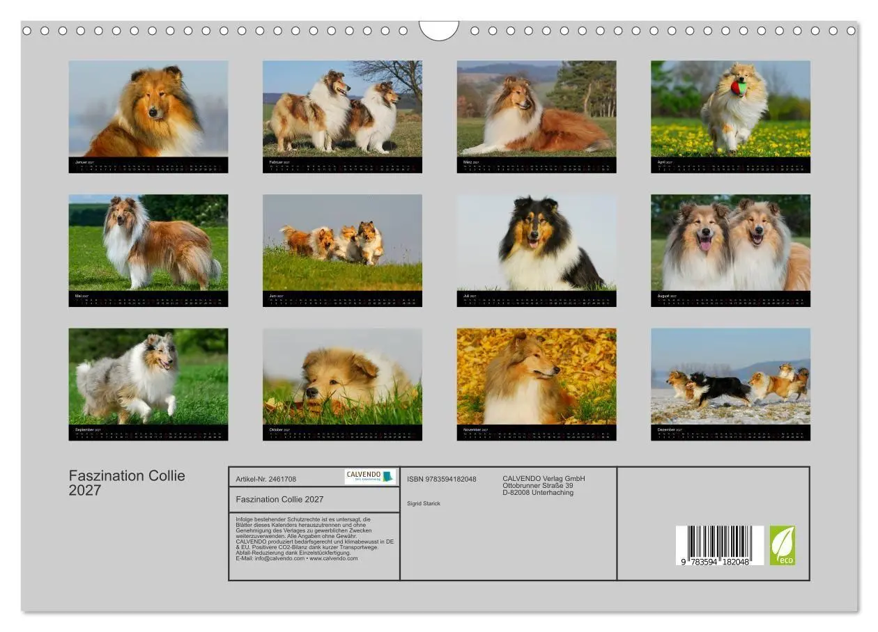 Bild: 9783594182048 | Faszination Collie 2027 (Wandkalender 2027 DIN A3 quer), CALVENDO...