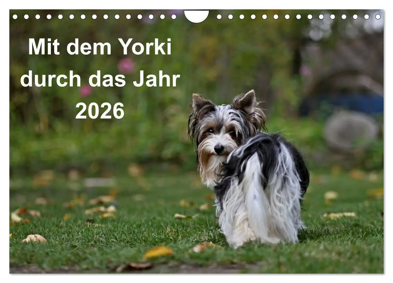 Cover: 9783516022148 | Mit dem Yorki durch das Jahr 2026 (Wandkalender 2026 DIN A4 quer),...