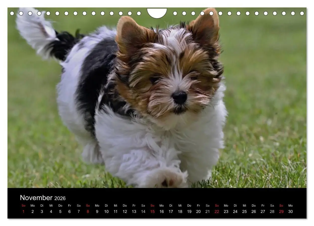 Bild: 9783516022148 | Mit dem Yorki durch das Jahr 2026 (Wandkalender 2026 DIN A4 quer),...