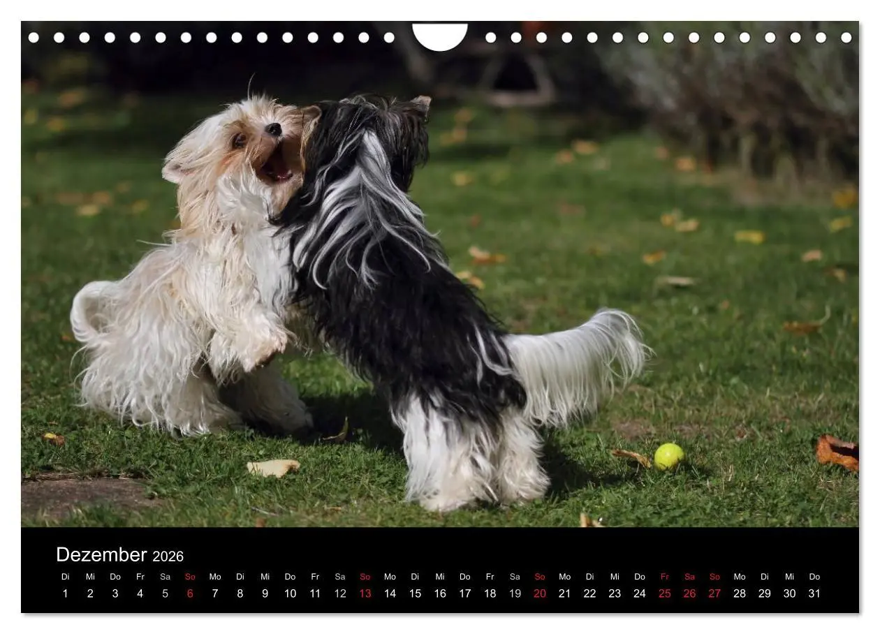 Bild: 9783516022148 | Mit dem Yorki durch das Jahr 2026 (Wandkalender 2026 DIN A4 quer),...